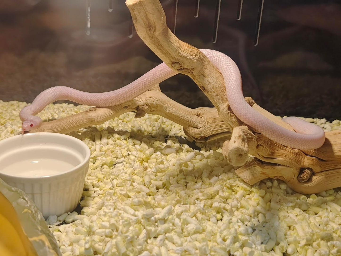 Large Reptile Branch, 15-17Inch Length, Carefully Selected and Polished for Reptile Climbing Branch,Each One Is Unique