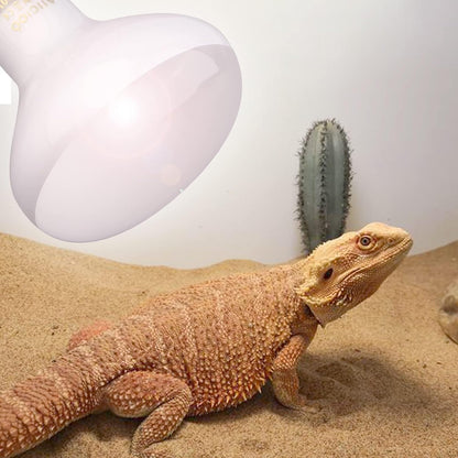 Reptile Basking Light Bulb - 150W Reptile Heat Lamp 2 Pack UVA Daylight Amphibians Basking Bulb for Bearded Dragon Turtle Hermit Crab Gecko Lizard Chicken
