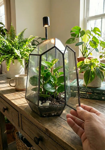 Large Terrarium Kit DIY / Live Moss / Tropical Plant, Bioactive Terrarium, Holiday, Birthday Gift, Fantastic Christmas Gift, Stem Kit Kids